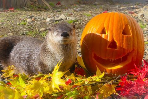 otterAutumn