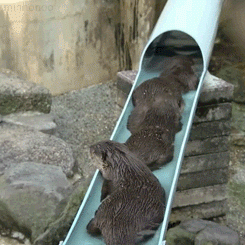 otters